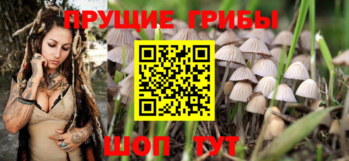 Псилоцибиновые грибы Psilocybine cubensis Выкса